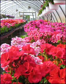 greenhouse